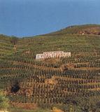 J. Vidal Fleury J. Vidal Fleury