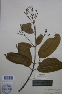 奶子藤屬 奶子藤屬