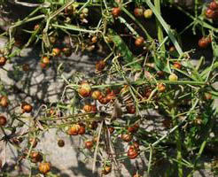 腺葉拉拉藤 腺葉拉拉藤