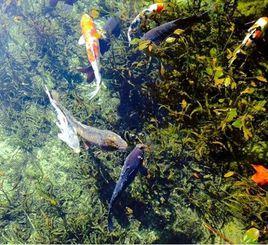莫奈池塘 莫奈池塘