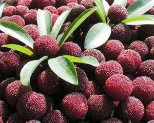 靖州楊梅 靖州楊梅