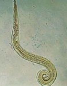 血孢子蟲 血孢子蟲