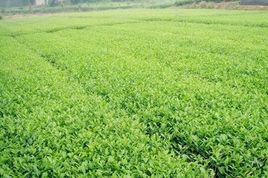 福選9號 福選9號