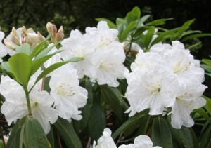 大白杜鵑