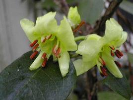 純黃杜鵑 純黃杜鵑