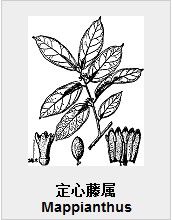 定心藤屬 定心藤屬