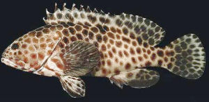 三斑石斑魚