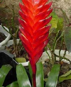 鶯哥鳳梨 鶯哥鳳梨