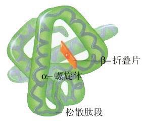 球狀蛋白質(三級結構)