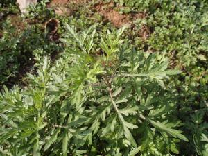 纖細絹蒿 纖細絹蒿