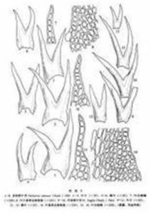 三尖裂葉苔 三尖裂葉苔