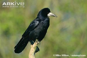 禿鼻烏鴉 禿鼻烏鴉