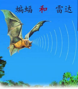 蝙蝠和雷達 蝙蝠和雷達