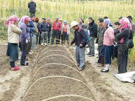 水稻旱育秧的方法 水稻旱育秧的方法