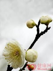 簝葉竹根 簝葉竹根