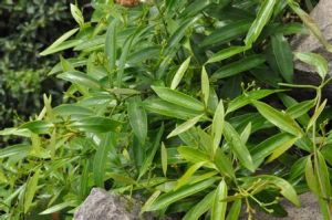 屏邊鱔藤 屏邊鱔藤