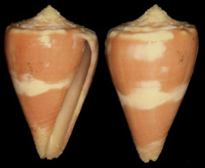 斯坦菲爾德芋螺