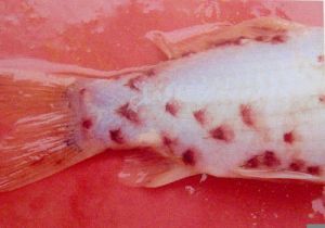 錨頭鰠病 錨頭鰠病