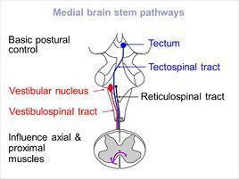 前庭脊髓束 前庭脊髓束