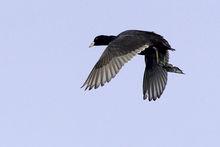 白骨頂雞指名亞種(圖5)