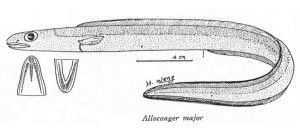 大錐體康吉鰻 大錐體康吉鰻