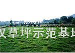 武漢草坪