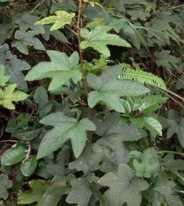 尖葉懸鉤子 尖葉懸鉤子