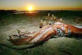 大王烏賊 大王烏賊