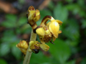 直立山珊瑚 直立山珊瑚