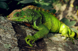 柏臣變色龍 柏臣變色龍