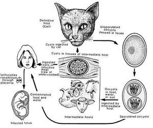 弓形體病 弓形體病