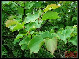 三丫烏藥 三丫烏藥