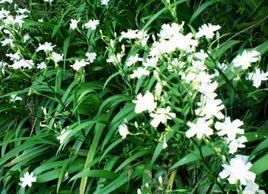 扁竹根[扁竹根]