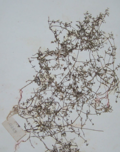 小葉豬殃殃 （原變種）