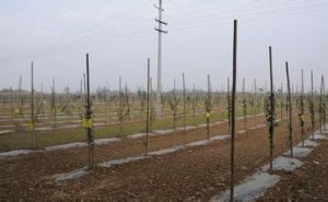 范家寨鎮 范家寨鎮