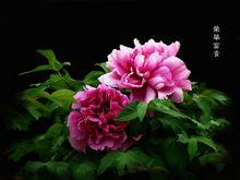 國色天香[牡丹]