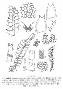 芽胞裂萼苔 芽胞裂萼苔