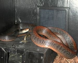 巴布亞太攀蛇 巴布亞太攀蛇