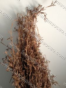 天然紅茅草 天然紅茅草