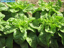 魚肚窩筍 魚肚窩筍