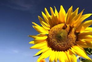 世達一號 世達一號