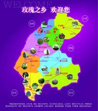 z中國玫瑰之鄉 平陰玫瑰