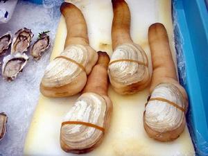 高雅海神蛤 高雅海神蛤