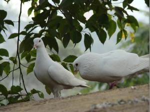 《大西洋憲章》