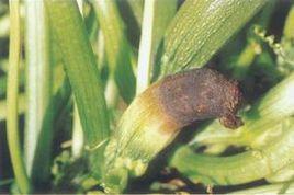 西葫蘆灰霉病 西葫蘆灰霉病