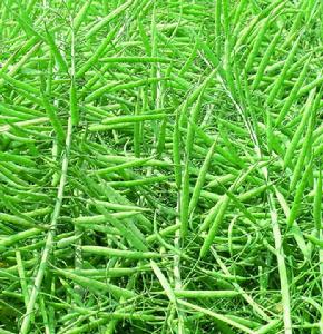 中雙10號 中雙10號