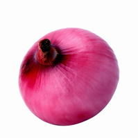 洋蔥季節栽培 洋蔥季節栽培