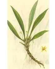 中華仙茅 中華仙茅