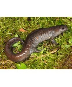 河濱鈍口螈 河濱鈍口螈