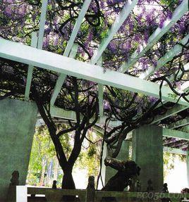 臨倉紫藤園 臨倉紫藤園